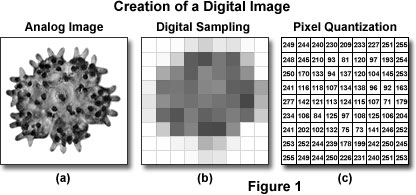 digital properties hamamatsu optical data analog imaging microscopy tone reproduction basic center continuous microscope magnet fsu edu