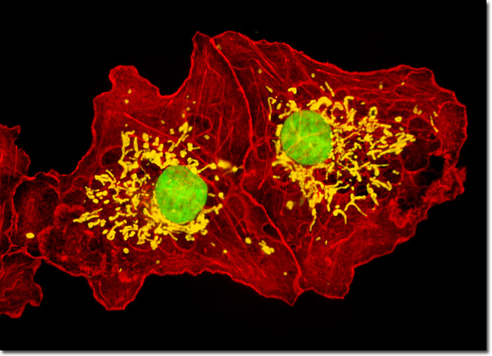 Transformed African Green Monkey Kidney Fibroblast Cells (COS-7 Line)