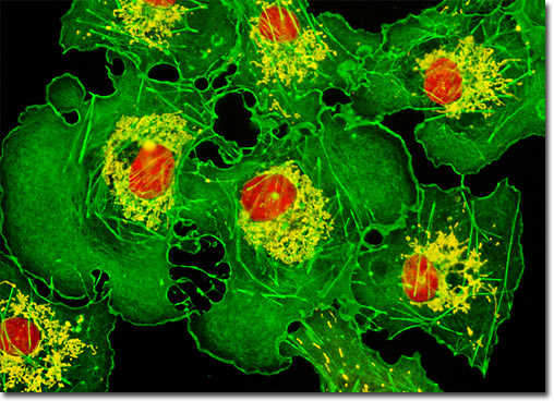 Transformed African Green Monkey Kidney Fibroblast Cells (COS-7 Line)