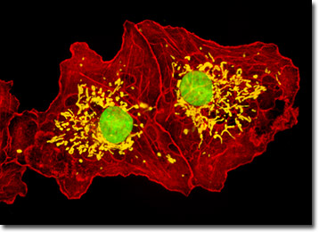 Transformed African Green Monkey Kidney Fibroblast Cells (COS-7 Line)