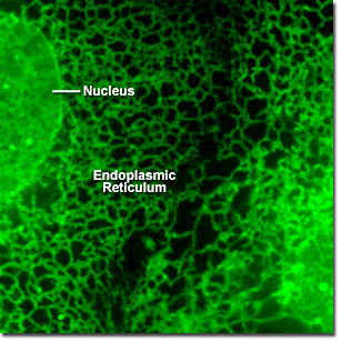 download handbuch gastroenterologie 2010: 18.