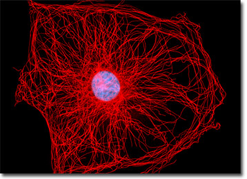 Embryonic Rat Thoracic Aorta Cells (A7r5 Line)