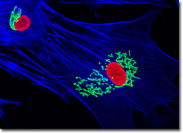 Tahr Ovary Epithelial Cells (HJ1.Ov)