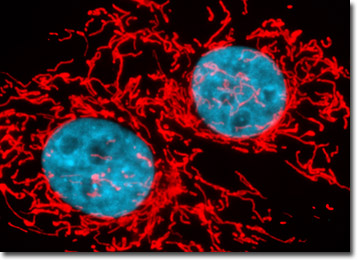 Tahr Ovary Epithelial Cells (HJ1.Ov)