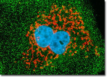 Madin-Darby Canine Kidney Epithelial Cells (MDCK Line)