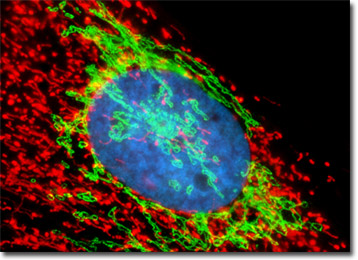 Indian Muntjac Deer Skin Fibroblast Cells