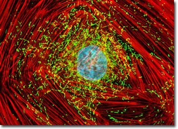 Embryonic Rat Thoracic Aorta Cells (A7r5 Line)