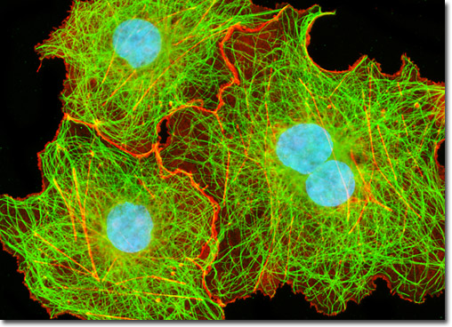 Transformed African Green Monkey Kidney Fibroblast Cells (COS-7 Line)