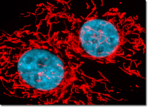 Tahr Ovary Epithelial Cells (HJ1.Ov Line)