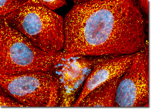 Madin-Darby Canine Kidney Epithelial Cells (MDCK Line)