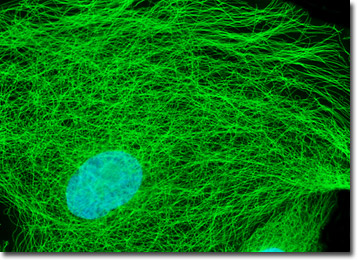Madin-Darby Canine Kidney Epithelial Cells (MDCK Line)