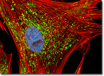 Indian Muntjac Deer Skin Fibroblast Cells