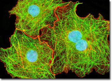 Transformed African Green Monkey Kidney Fibroblast Cells (COS-7 Line)