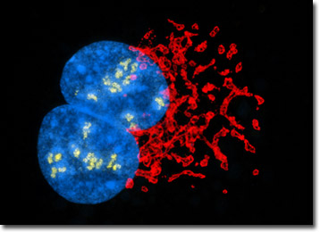 Transformed African Green Monkey Kidney Fibroblast Cells (COS-7 Line)